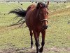 broodmare Pamina (German Riding Pony, 2002, from Charming Boy 18)