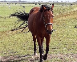 broodmare Pamina (German Riding Pony, 2002, from Charming Boy 18)