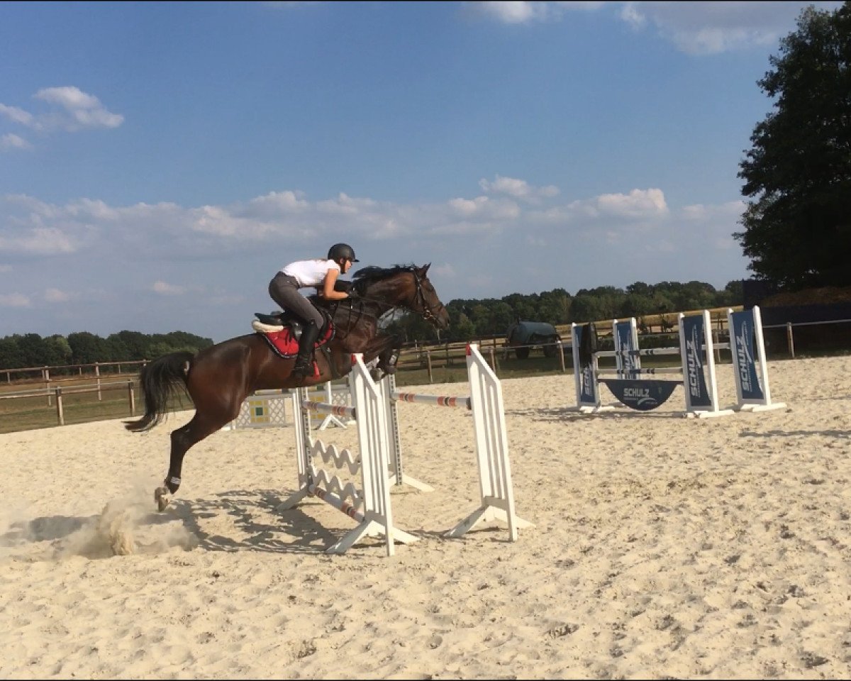 broodmare Carla Bruni (Westphalian, 2009, from Captain Fire)