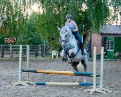 dressage horse Caius 6 (Hanoverian, 2001, from Compliment)