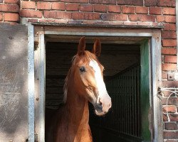 dressage horse Damon Salvatore 5 (Oldenburg, 2017, from Danciano)