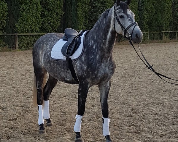 jumper Abrakadabra-Simsalabim (German Sport Horse, 2013, from Arctic)