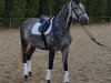 jumper Abrakadabra-Simsalabim (German Sport Horse, 2013, from Arctic)