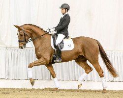 dressage horse Diva del Sol (Hanoverian, 2012, from Detroit)