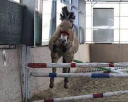 horse Lucky (Fjord Horse, 2015, from Gnist de la Sauer)