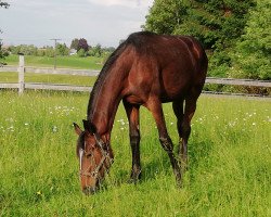 horse Donna Terrena (Hanoverian, 2017, from Don Index)