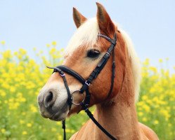 dressage horse Napoleon (German Classic Pony, 2008, from Ninjo)