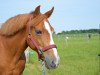 broodmare Heidelinde's Mayfield (New Forest Pony, 2000, from Arenberg's Maurits)