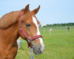 broodmare Heidelinde's Mayfield (New Forest Pony, 2000, from Arenberg's Maurits)