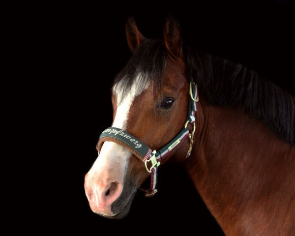 Dressurpferd Martino (New-Forest-Pony, 2006, von Anydale Martien)
