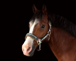 dressage horse Martino (New Forest Pony, 2006, from Anydale Martien)