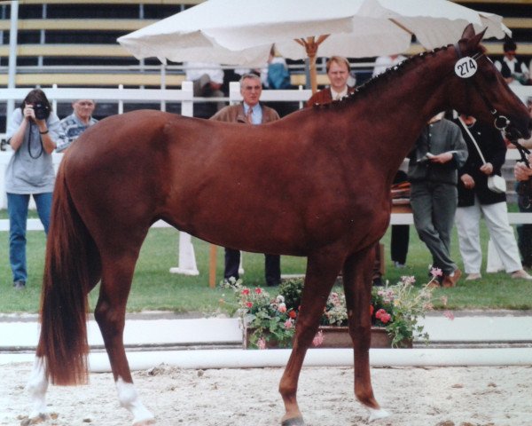 Pferd Bonita 65 (Trakehner, 1993, von Königstein)