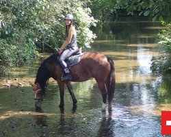 horse Stute von Valentino/Hallali (Freiberger, 2014, from Valentino 210)