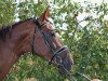 dressage horse Wiedmanns Riad MS (Oldenburg, 2012, from Ron Rubin)