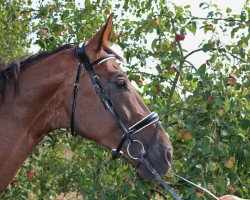 dressage horse Wiedmanns Riad MS (Oldenburg, 2012, from Ron Rubin)