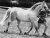 stallion Chiltern Curlew (Connemara Pony, 1973, from Island Duke)