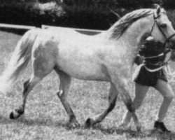 stallion Chiltern Curlew (Connemara Pony, 1973, from Island Duke)