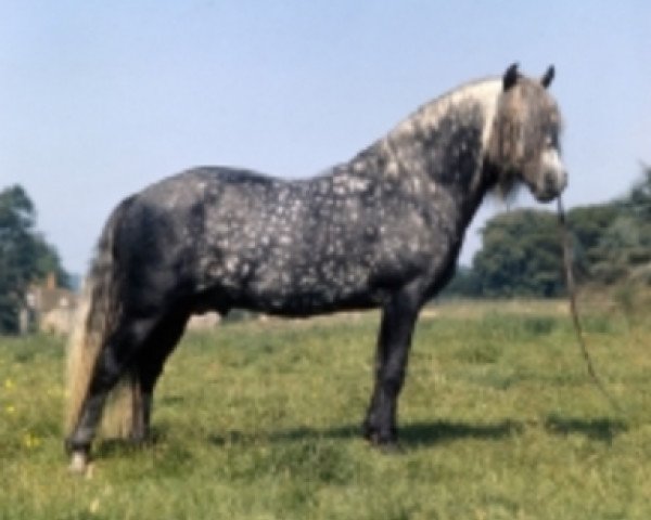 Deckhengst Mac Namara (Connemara-Pony, 1960, von Mac Dara)