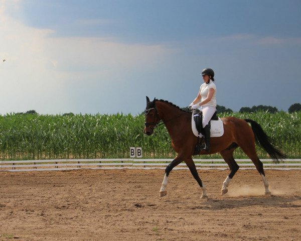 dressage horse Sympatico-Sam 2 (Hanoverian, 2009, from Sion)