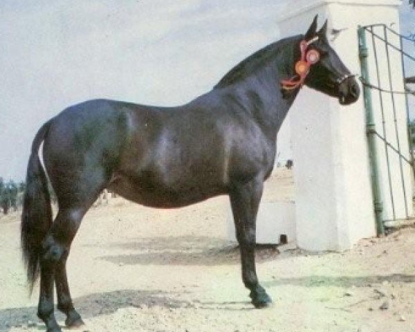 Zuchtstute Macanua (Pura Raza Espanola (PRE), 1980, von Islero)