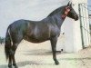 broodmare Macanua (Pura Raza Espanola (PRE), 1980, from Islero)