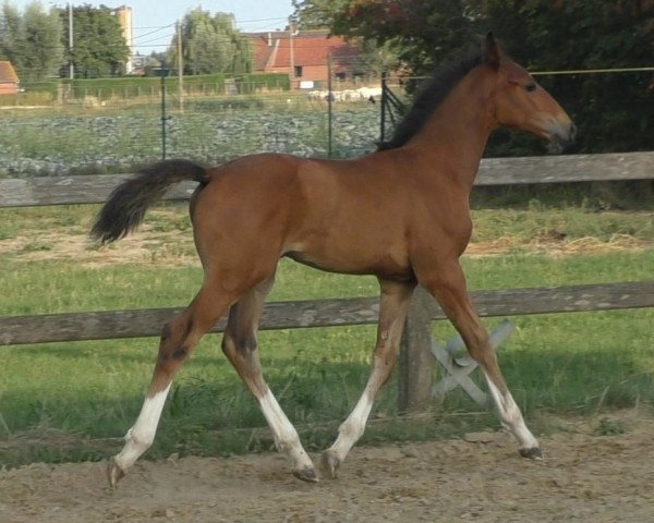 horse Sobra (Belgian Warmblood, 2018, from Toulon)