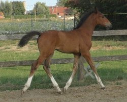 horse Sobra (Belgian Warmblood, 2018, from Toulon)