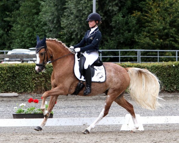 dressage horse Giotto N (German Riding Pony, 2011, from Golden Gate N)