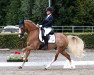 Dressurpferd Giotto N (Deutsches Reitpony, 2011, von Golden Gate N)