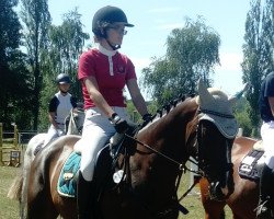 jumper Sunny Boy (German Sport Horse, 2011, from Summer Hit)