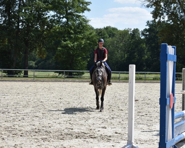 jumper Caspar (Holsteiner, 2013, from Casall)