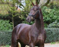 stallion Blue Hors Fifty Cent (Danish Warmblood, 2014, from Franziskus FRH)