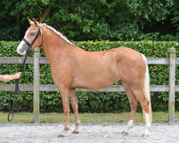 Pferd Tongerenhof Aventurijn (New-Forest-Pony, 2013, von Tongerenhof Peridoot)