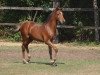 dressage horse Hengst von Cassini / Nabucco R (German Riding Pony, 2018, from Cassini)