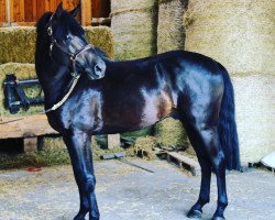 stallion Neustein (German Warmblood, 2012, from Neurit)