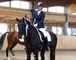 dressage horse Syria GS (Hanoverian, 2012, from Spörcken)