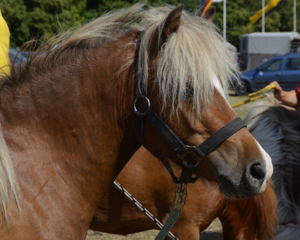 Zuchtstute Dögg vom Stephanshof (Deutsches Classic Pony, 2008, von Jackson)