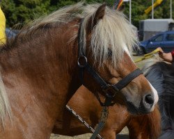 Zuchtstute Dögg vom Stephanshof (Deutsches Classic Pony, 2008, von Jackson)