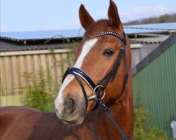 dressage horse Laurestan (Westphalian, 2004, from Laureus NRW)