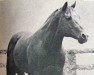 stallion Barney Blue (Quarter Horse, 1944, from King)