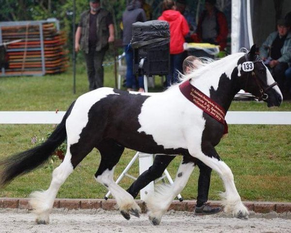 broodmare Shannon (Tinker / Irish Cob / Gypsy Vanner, 2015, from Sullivan)