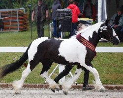 Zuchtstute Shannon (Tinker / Irish Cob / Gypsy Vanner, 2015, von Sullivan)