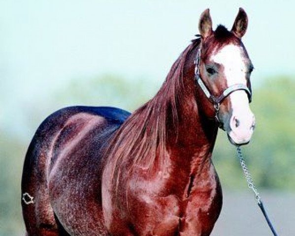 stallion Smart Chic Olena (Quarter Horse, 1985, from Smart Little Lena)