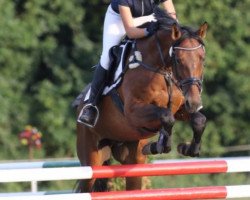 jumper Quattrino P (German Sport Horse, 2013, from Quicksilber)