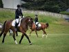 dressage horse Eligius K (Sachs-door. Heavy Warmbl., 2013, from Ellington)