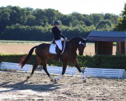 dressage horse Everest (Westphalian, 2012, from Ehrenpreis)