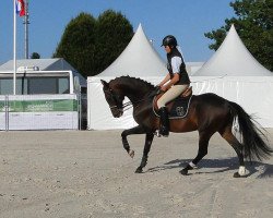 stallion Ornai (Akhal-Teke, 2000, from Ashug)