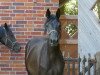 dressage horse Finnlandia PST (Oldenburg, 2017, from Frascino)