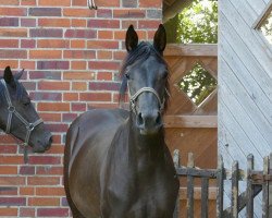 dressage horse Finnlandia PST (Oldenburg, 2017, from Frascino)