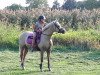 dressage horse My First (German Riding Pony, 2008, from Grenzhoehes My Ken)